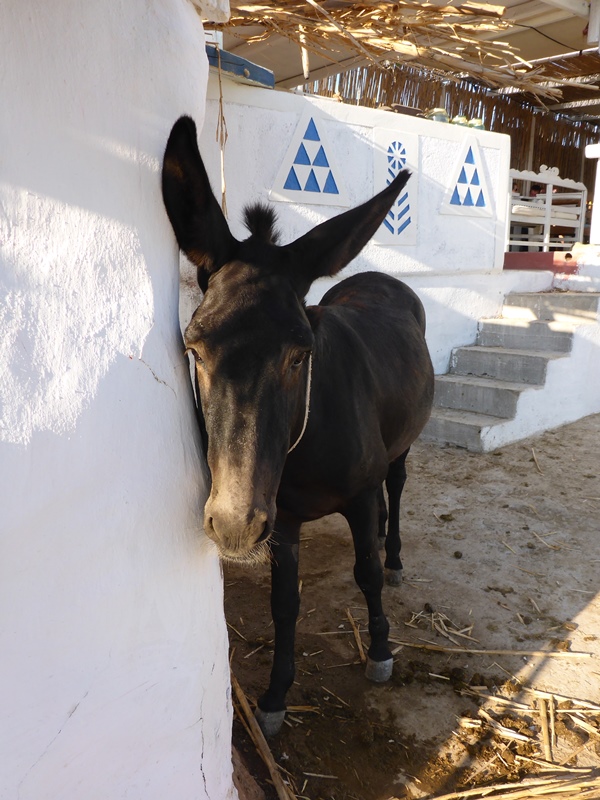 donkey at vioma mykonos winery